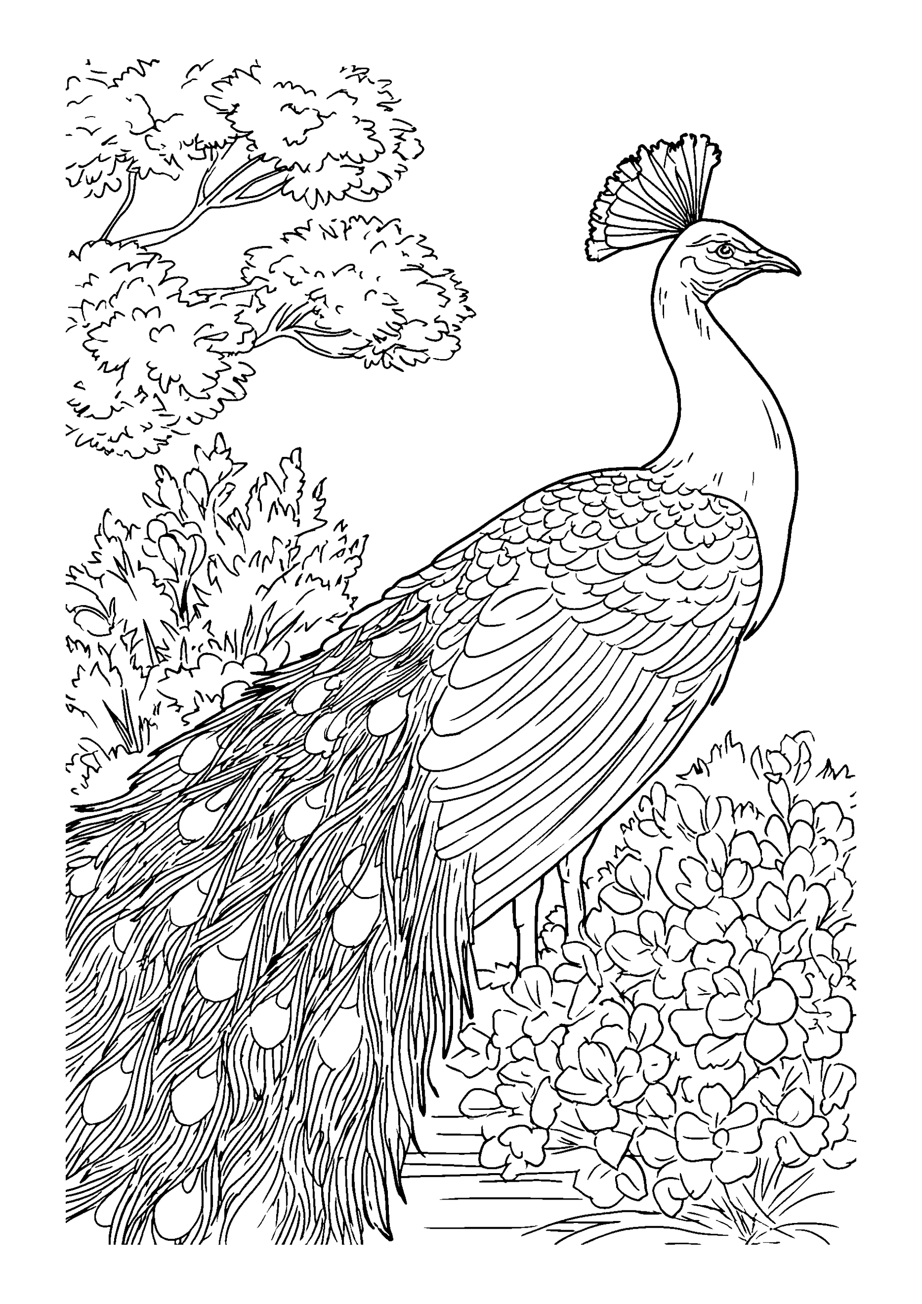 Ausmalbild Majestic Peacock Displaying its Colorful Feathers