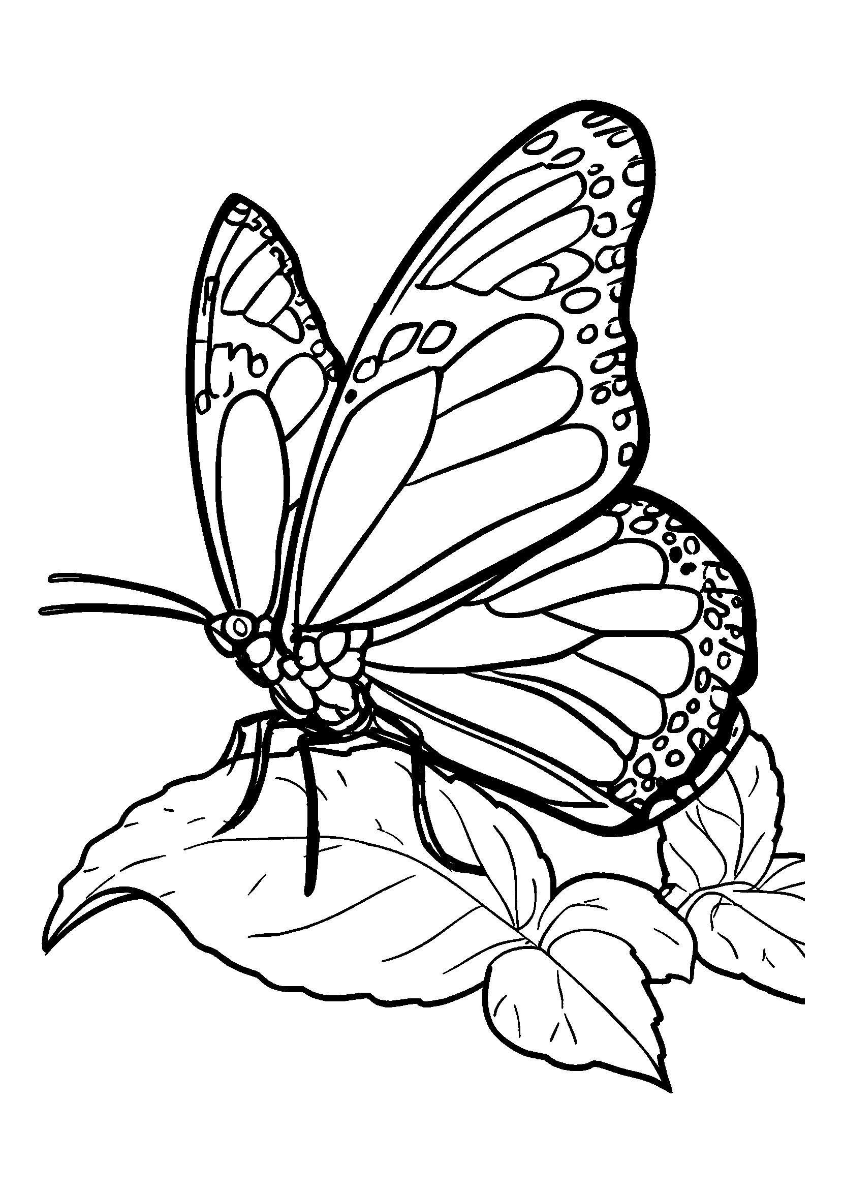Ausmalbild Beautiful Butterfly Landing on a Leaf
